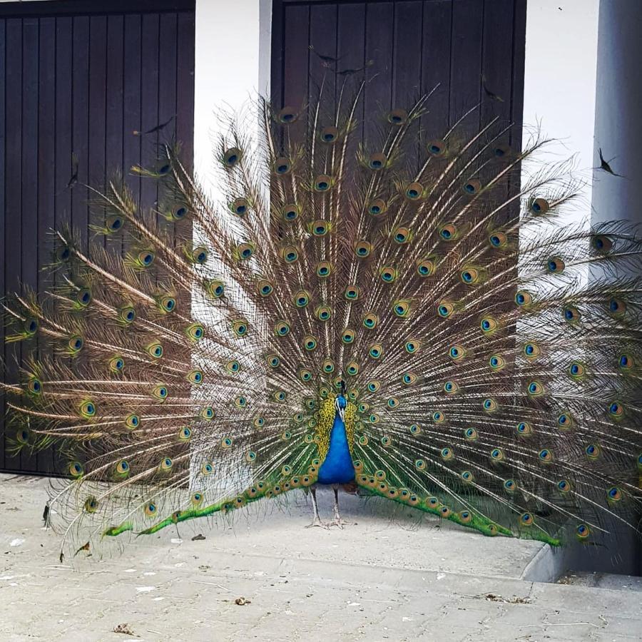 Peacock Lodge Wain Eksteriør bilde